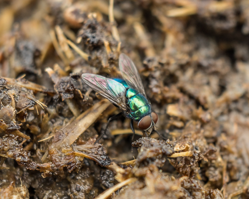 mucha dorosła, obornik, rozwój muchy